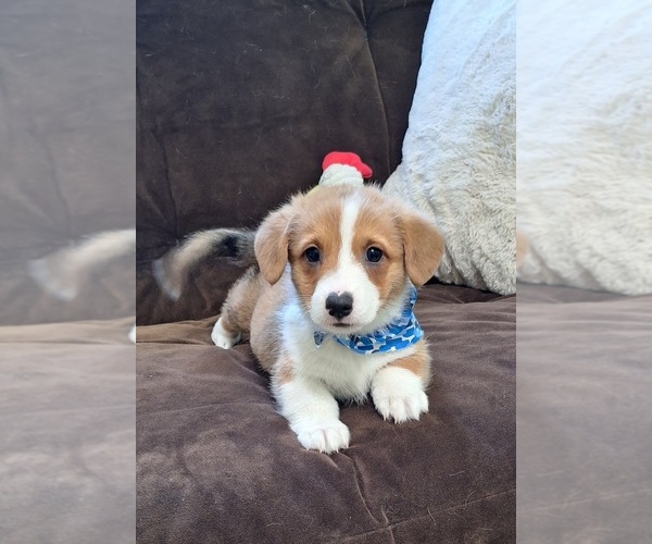 Medium Photo #38 Pembroke Welsh Corgi Puppy For Sale in ARROYO GRANDE, CA, USA