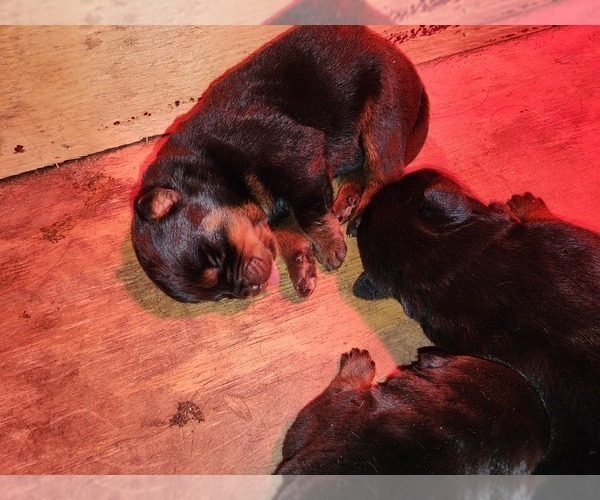 Medium Photo #17 Rottweiler Puppy For Sale in SPARKS, GA, USA