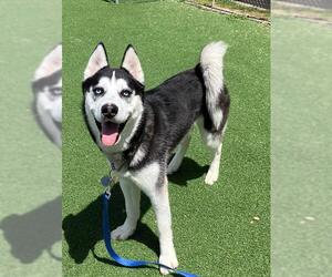 Siberian Husky Dogs for adoption in Fruit Heights, UT, USA