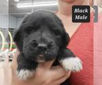 Small #1 Great Pyrenees-Newfoundland Mix