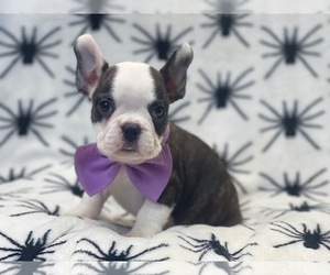 Faux Frenchbo Bulldog Puppy for sale in LAKELAND, FL, USA