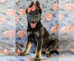 German Shepherd Dog Puppy for sale in LINCOLN UNIV, PA, USA