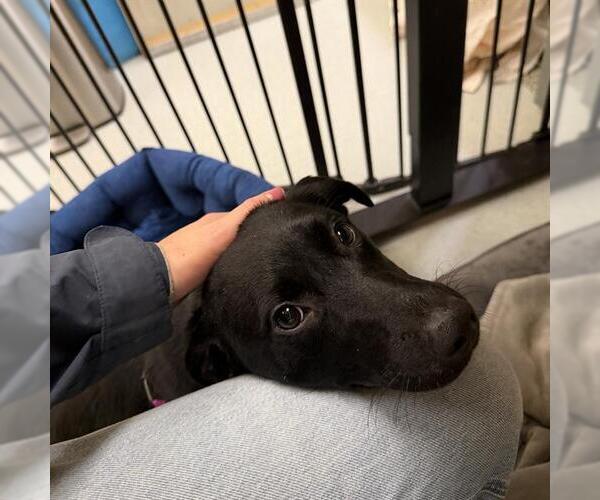 Medium Photo #1 Labrador Retriever-Unknown Mix Puppy For Sale in Boston, MA, USA