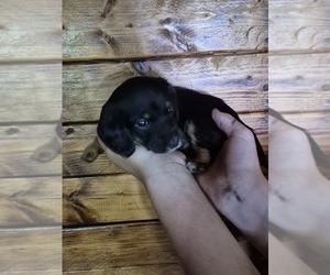 Dachshund Puppy for sale in BULLS GAP, TN, USA