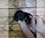 Image preview for Ad Listing. Nickname: Sophia