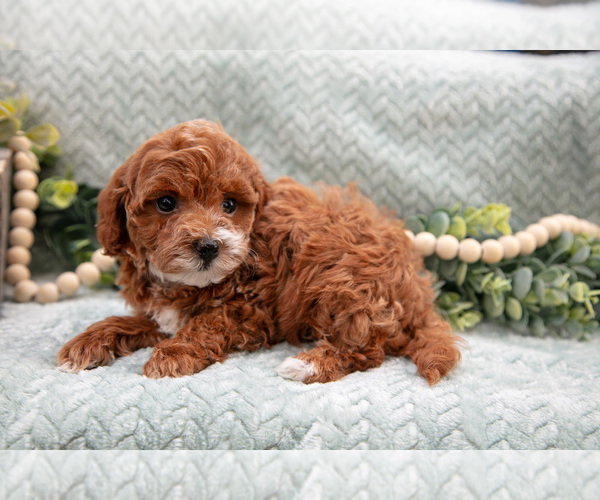 Medium Photo #1 Goldendoodle (Miniature) Puppy For Sale in SHIPSHEWANA, IN, USA