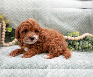 Medium Goldendoodle (Miniature)
