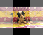 Image preview for Ad Listing. Nickname: Litter of 5