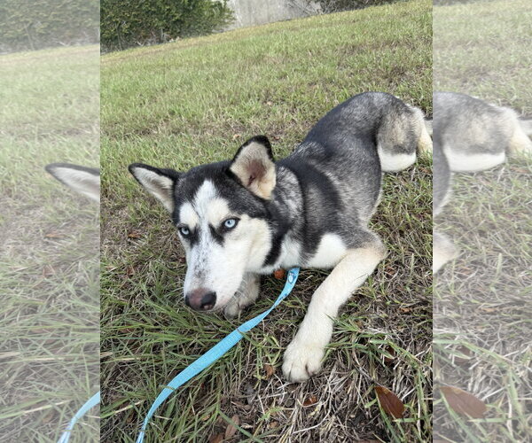 Medium Photo #5 Siberian Husky Puppy For Sale in Carrollton, TX, USA