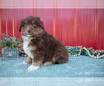 Small #2 Miniature Australian Shepherd