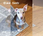 Small #3 American Pit Bull Terrier Mix