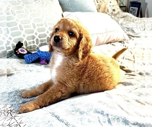 Medium Photo #1 Goldendoodle (Miniature) Puppy For Sale in PENSACOLA, FL, USA
