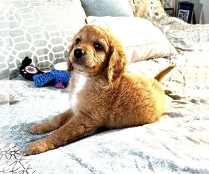 Goldendoodle (Miniature) Puppy for sale in PENSACOLA, FL, USA