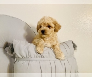 Poodle (Miniature) Puppy for sale in HILLSBORO, WI, USA