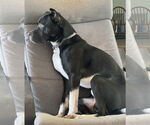 Small #6 Labrador Retriever Mix