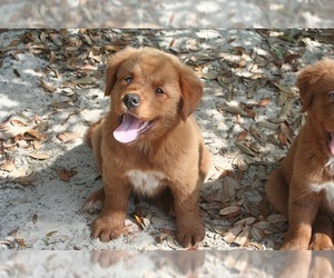 Golden Retriever Puppy for sale in HIGH POINT, NC, USA