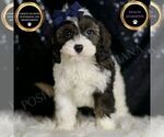 Puppy Sammy Cavapoo