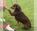 Small #1 Labrador Retriever