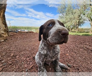 Medium German Shorthaired Pointer