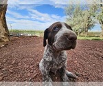 Puppy Puppy 4 German Shorthaired Pointer