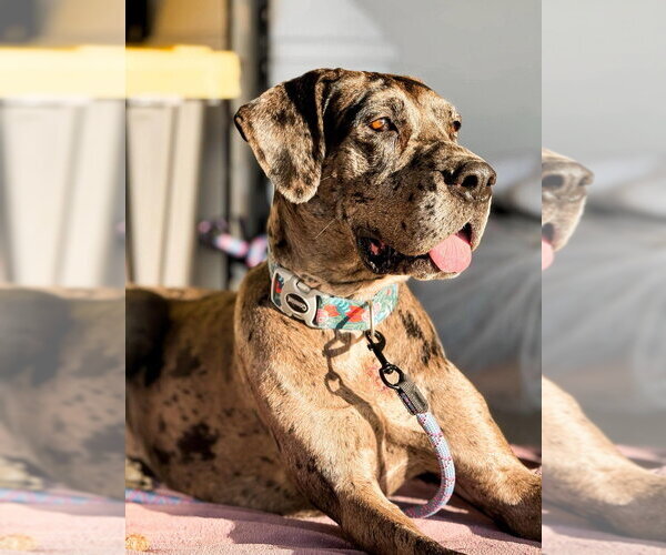 Medium Photo #1 Great Dane Puppy For Sale in Bullard, TX, USA