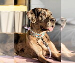 Small Great Dane