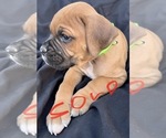 Small Photo #38 Boxer Puppy For Sale in LUCERNE VALLEY, CA, USA