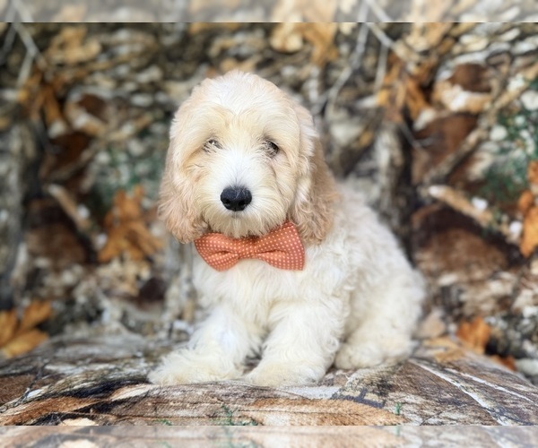 Medium Photo #1 Cock-A-Poo Puppy For Sale in LAKELAND, FL, USA