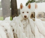 Small #3 Siberian Husky