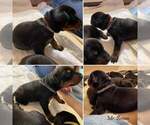 Small Photo #11 Doberman Pinscher Puppy For Sale in CONROE, TX, USA