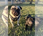 Small Photo #1 Pug Puppy For Sale in LAKEWOOD RCH, FL, USA