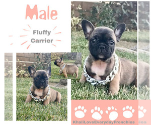 French Bulldog Puppy for sale in FORT WORTH, TX, USA