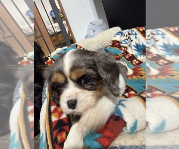 Medium Photo #5 Cavalier King Charles Spaniel Puppy For Sale in DEWITT, MI, USA