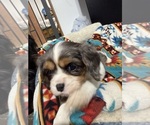 Small Photo #26 Cavalier King Charles Spaniel Puppy For Sale in DEWITT, MI, USA