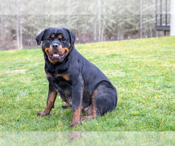 Medium Photo #1 Rottweiler Puppy For Sale in TOLEDO, WA, USA