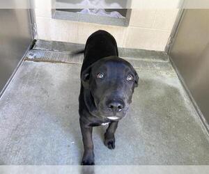 Labrador Retriever-Unknown Mix Dogs for adoption in Orange, CA, USA