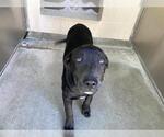 Small Labrador Retriever Mix