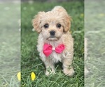 Small #12 Cav-A-Malt-Maltese Mix