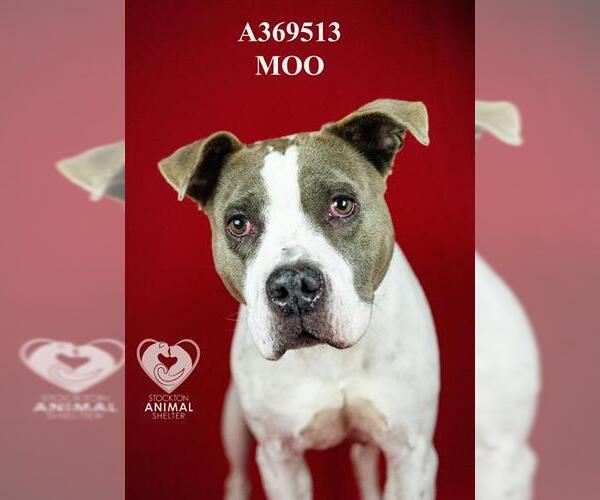 Medium Photo #1 Mutt Puppy For Sale in Stockton, CA, USA