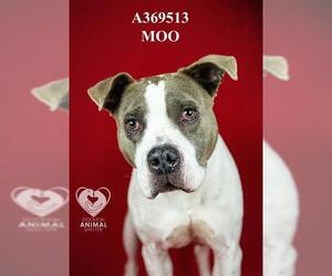 Mutt Dogs for adoption in Stockton, CA, USA