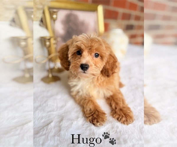 Medium Photo #20 Cockapoo Puppy For Sale in MURFREESBORO, TN, USA