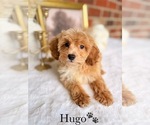 Small #19 Cockapoo
