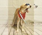 Small Photo #12 Mutt Puppy For Sale in Boonton, NJ, USA