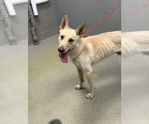 German Shepherd Dog-Unknown Mix Dogs for adoption in Las Vegas, NV, USA
