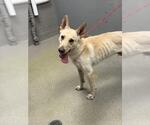 Small German Shepherd Dog Mix