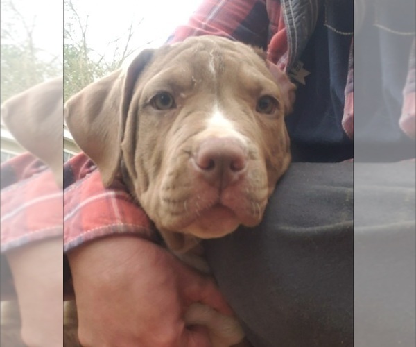 Medium Photo #1 American Bully Puppy For Sale in RISING FAWN, GA, USA