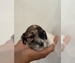 Small #15 Bernedoodle (Miniature)