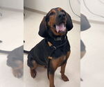 Small #1 Bloodhound Mix