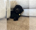 Small #3 F2 Aussiedoodle