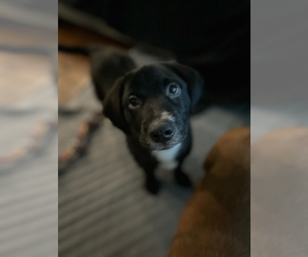 Medium Photo #2 Labrador Retriever-Unknown Mix Puppy For Sale in Mechanicsburg, PA, USA
